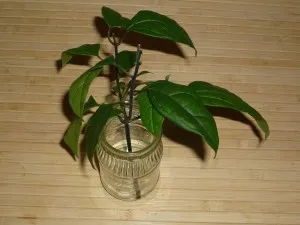 Reproducerea Clerodendrum la domiciliu Reproducerea Clerodendrum la domiciliu