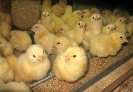 Cum să crească pui la domiciliu Cum să crească pui la domiciliu