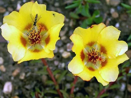 Purslane terry în creștere