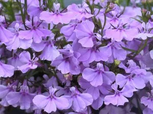 Cum să crească Lobelia