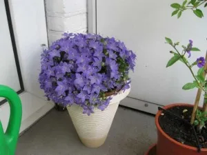 Mireasa si mirele mână clopot