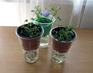 Mireasa si mirele mână clopot