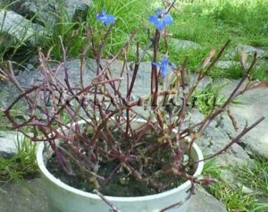 Cum să crească Lobelia