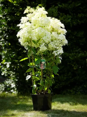 copaci ornamentali pentru a da