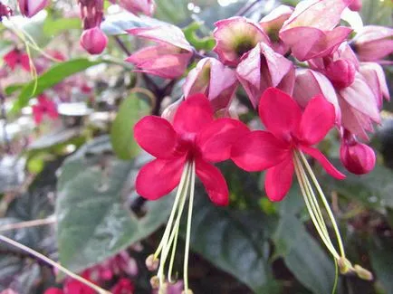 Reproducerea Clerodendrum la domiciliu Reproducerea Clerodendrum la domiciliu