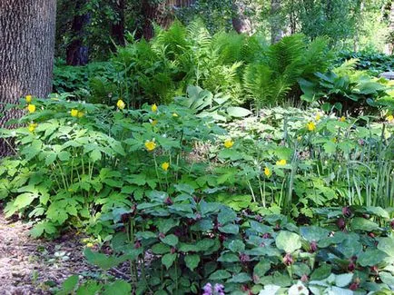 paturi de flori în umbră