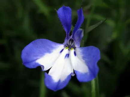Cum să crească Lobelia Cum să crească Lobelia