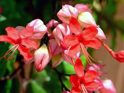 Reproducerea Clerodendrum la domiciliu Reproducerea Clerodendrum la domiciliu