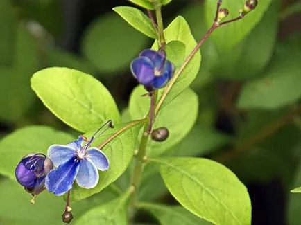 Reproducerea Clerodendrum la domiciliu Reproducerea Clerodendrum la domiciliu