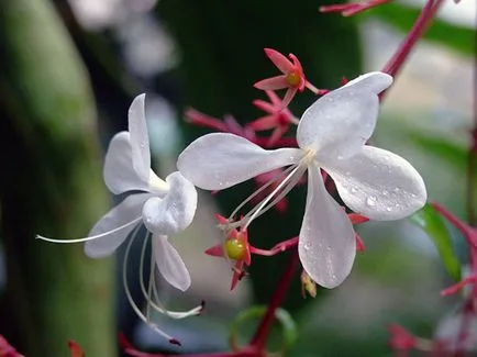 Reproducerea Clerodendrum la domiciliu Reproducerea Clerodendrum la domiciliu