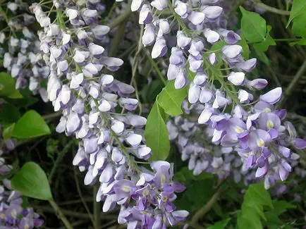 Ca creștere Wisteria