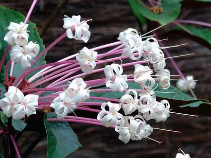 Reproducerea Clerodendrum la domiciliu Reproducerea Clerodendrum la domiciliu