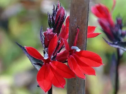 Cum să crească Lobelia Cum să crească Lobelia