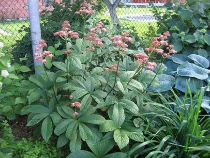 paturi de flori în umbră