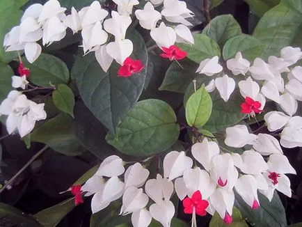 Reproducerea Clerodendrum la domiciliu Reproducerea Clerodendrum la domiciliu