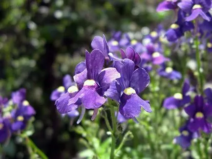 Cum să crească Lobelia Cum să crească Lobelia