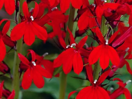 Cum să crească Lobelia Cum să crească Lobelia