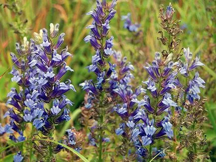 Cum să crească Lobelia Cum să crească Lobelia