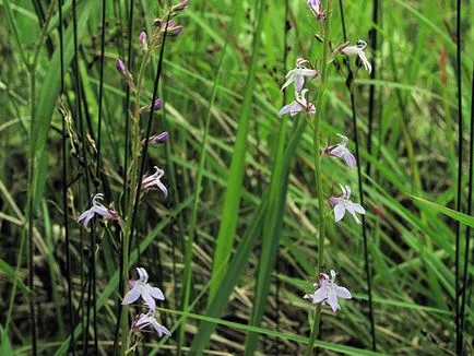 Cum să crească Lobelia Cum să crească Lobelia