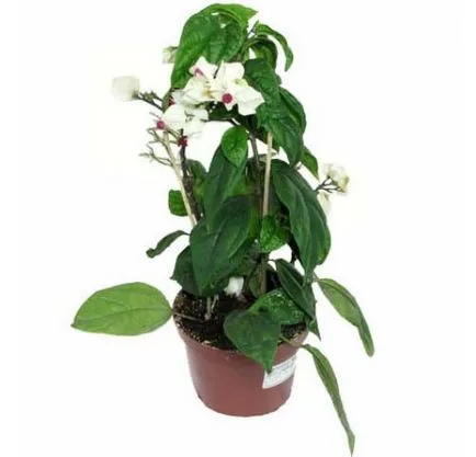 Reproducerea Clerodendrum la domiciliu Reproducerea Clerodendrum la domiciliu