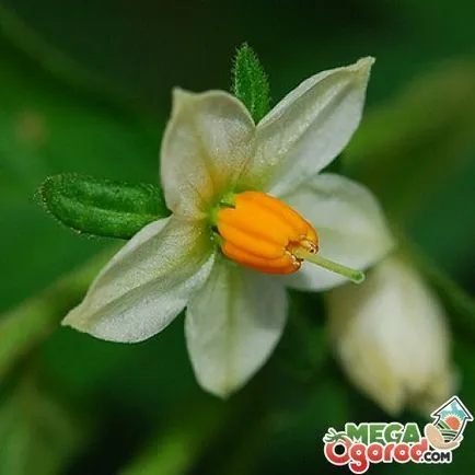 Cum să aibă grijă de un Nightshade pateu Cum să aibă grijă de un Nightshade pateu