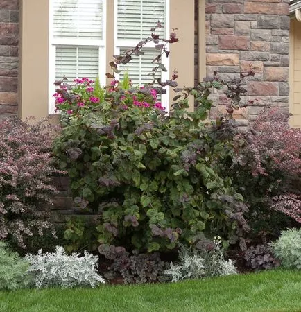 copaci ornamentali pentru a da copaci ornamentali pentru a da
