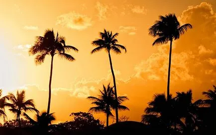 Houseplant ca un copac de palmier
