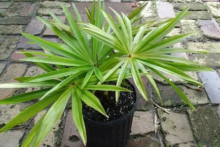 Houseplant ca un copac de palmier