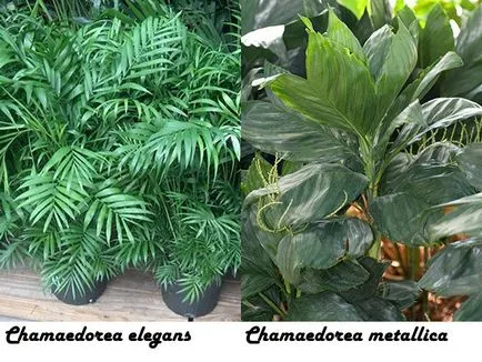 Houseplant ca un copac de palmier
