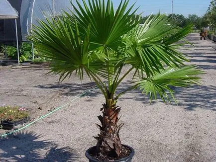 Houseplant ca un copac de palmier