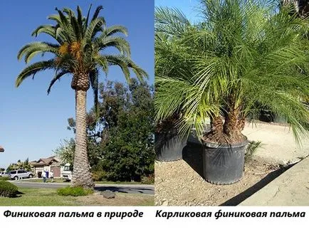 Houseplant ca un copac de palmier