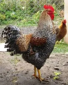 pui german