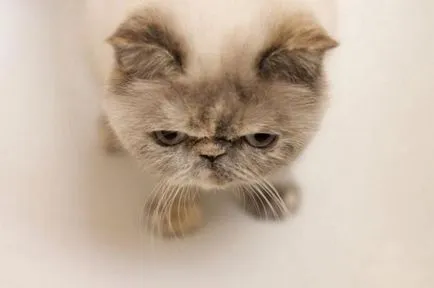 Cat rasa pug ajutajului Cat rasa pug ajutajului