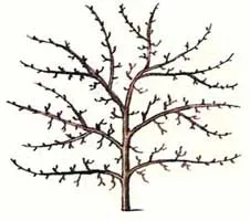 Ce este coroanele de arbori