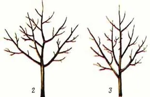 Ce este coroanele de arbori