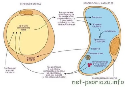 Ce este Phytocremă Ce este Phytocremă