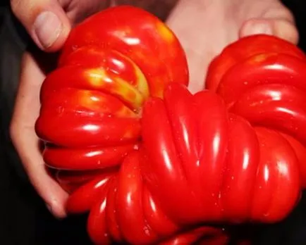 Fructele de tomate Fructele de tomate