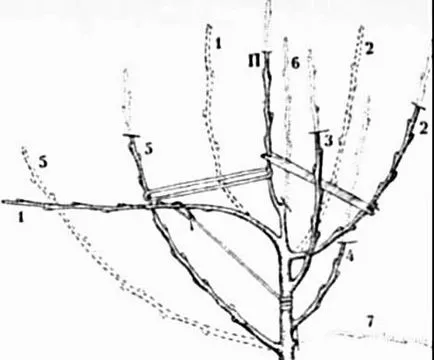 Ce este coroanele de arbori Ce este coroanele de arbori