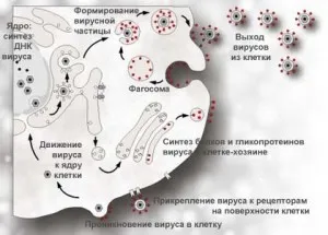 Herpes la bărbați și cum Herpes la bărbați și cum