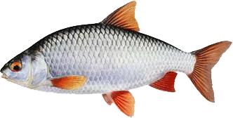 Ce ar trebui să fie prins Ce ar trebui să fie prins