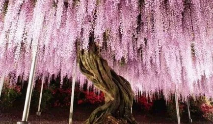 Ca creștere Wisteria