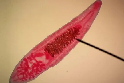 Worm infestare la câini Worm infestare la câini