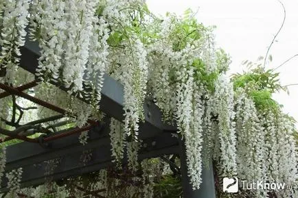 Ca creștere Wisteria