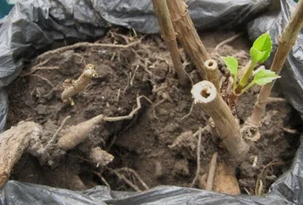 Cum să planteze tuberculii de dalii