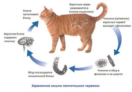 Simptomele de viermi intestinali la pisici