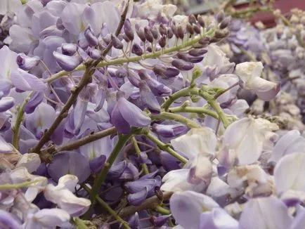 Ca creștere Wisteria
