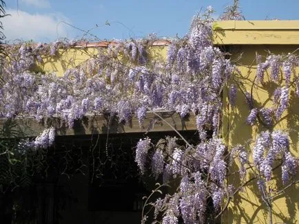 Ca creștere Wisteria