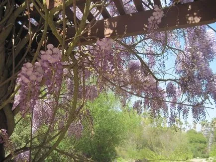 Ca creștere Wisteria