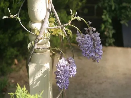 Ca creștere Wisteria