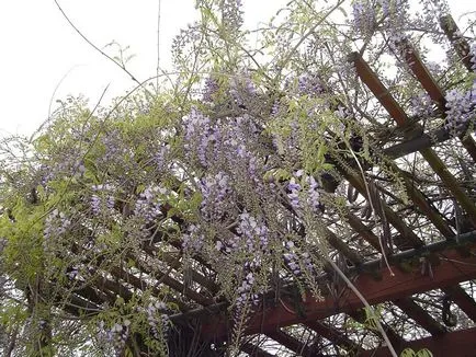 Ca creștere Wisteria